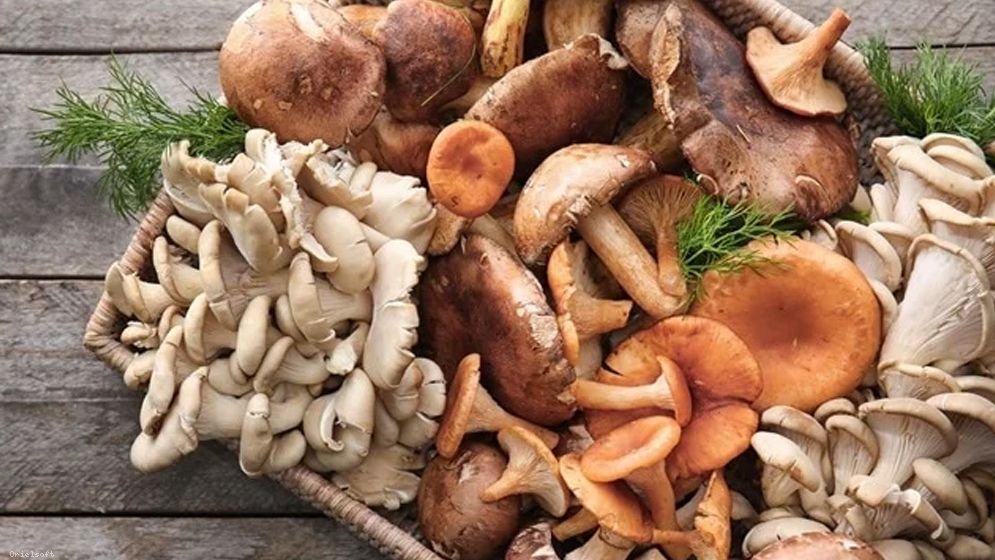 মাশরুমের স্বাস্থ্য উপকারিতা জানুন