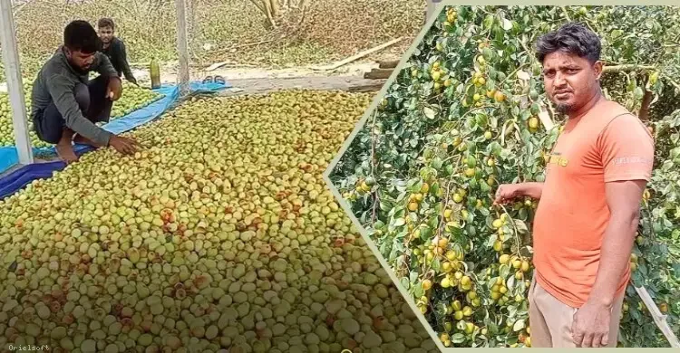 বরই চাষে কোটি টাকার স্বপ্ন পূরণ মাস্টার্স পাস মাহবুবের