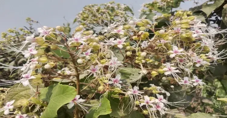 নড়াইলে মুগ্ধতা ছড়াচ্ছে সাদা ভাঁট ফুল