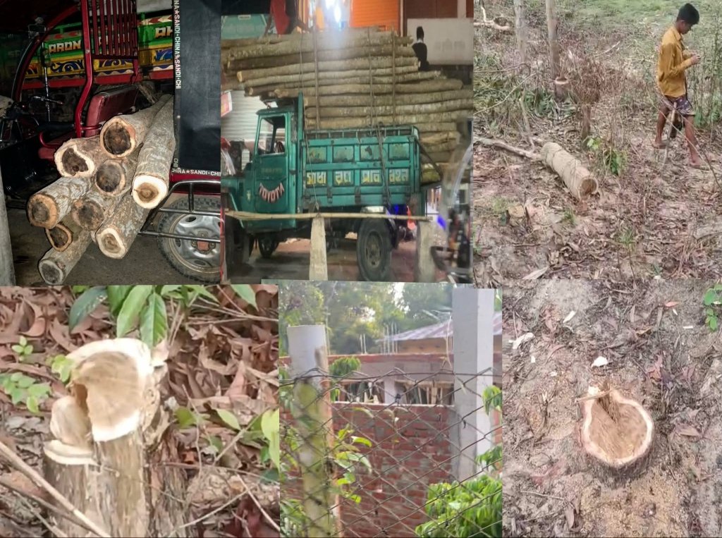 পেকুয়ায় বিভিন্ন যানবাহনে কাঠ পাচারের মহোৎসব,নীরব বনবিভাগ