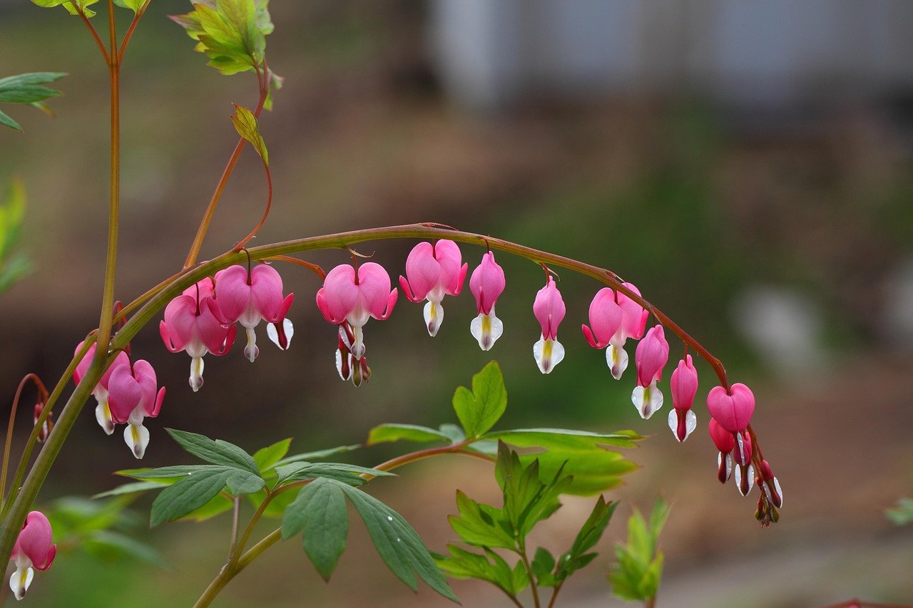 Most Beautiful Flowers in the World